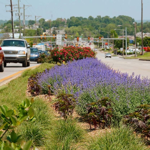 flowers on landscaped road median