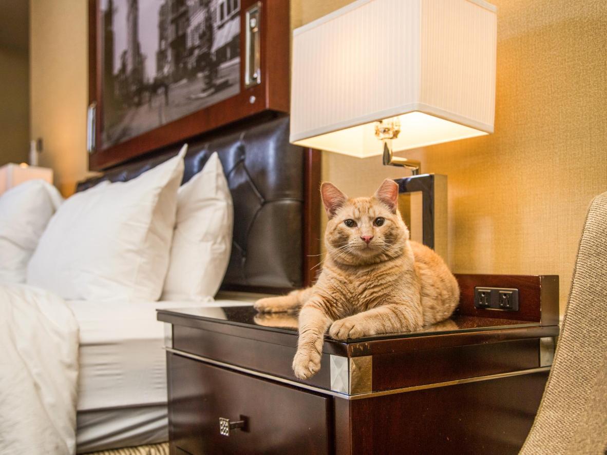 cat laying on the side table next to a hotel bed