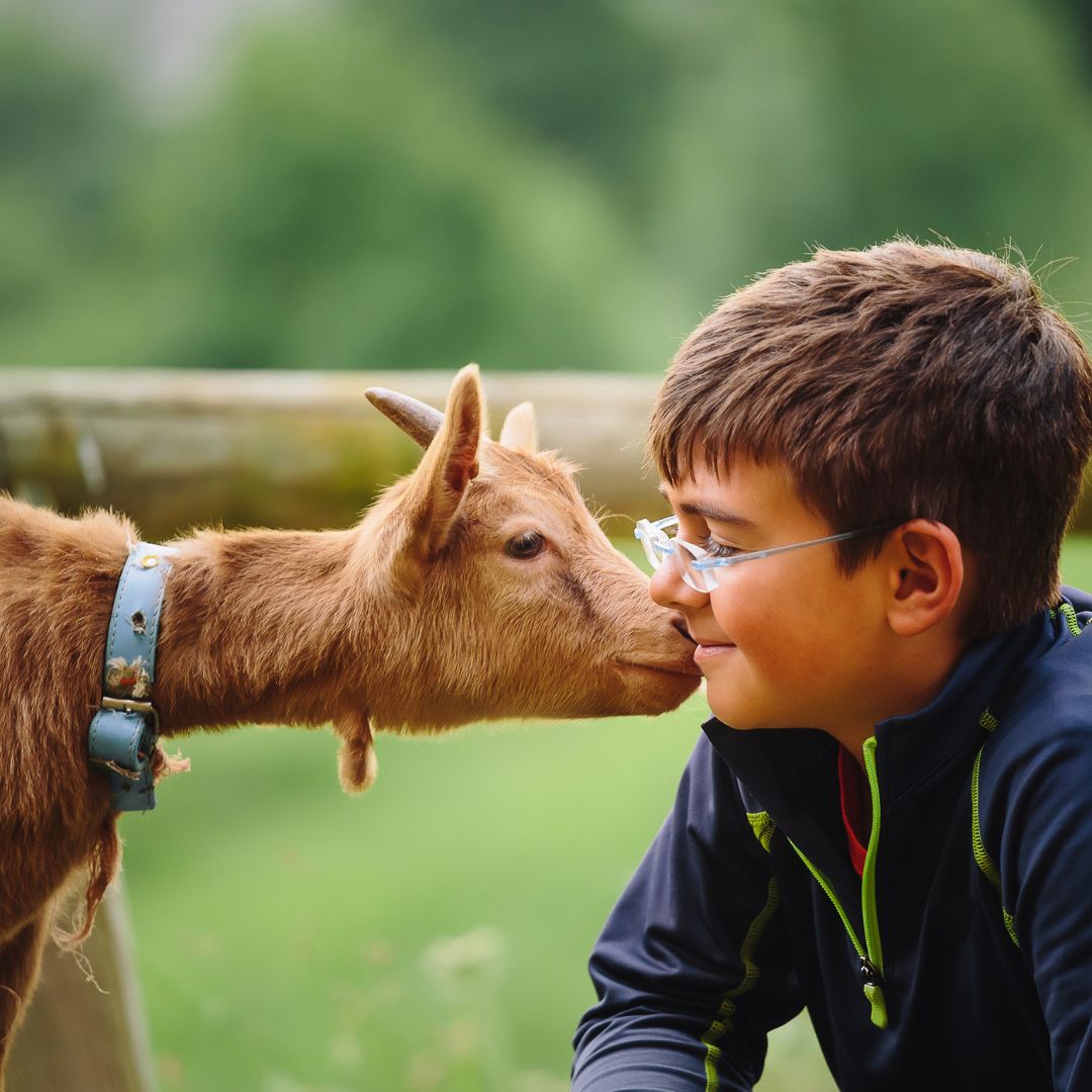 goat nuzzling a child
